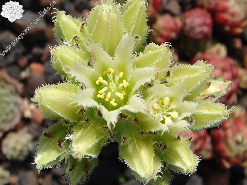 globiferum ssp. arenarium from "Erum Mor"