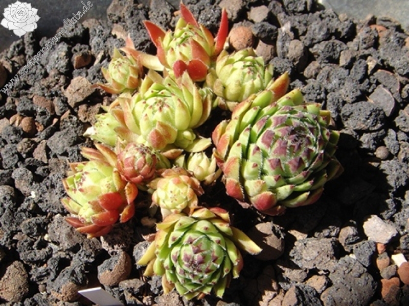 globiferum ssp. arenarium from "Erum Mor"