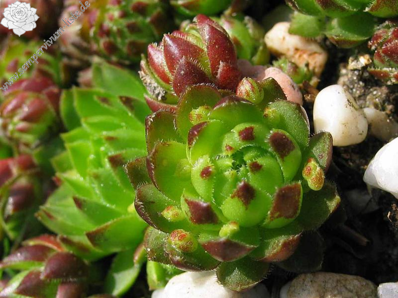 globiferum ssp. globiferum from Sümeg