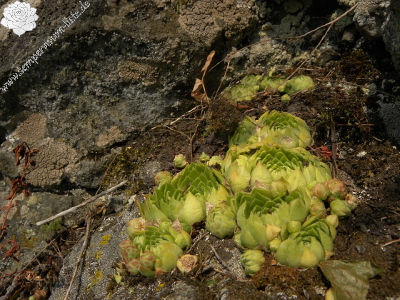 globiferum ssp. globiferum from Podhorní vrch