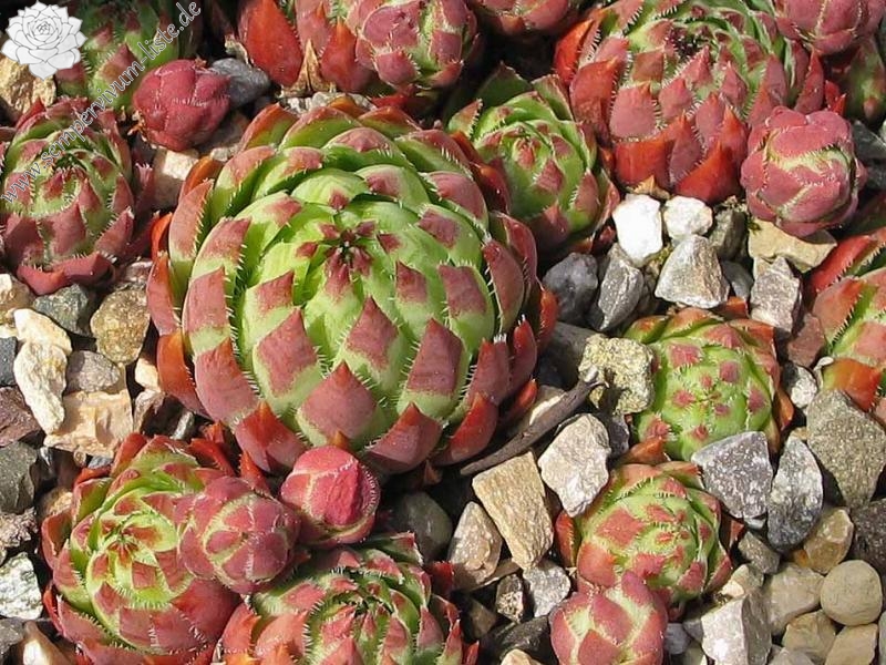 globiferum ssp. hirtum from Hornad-Durchbruch