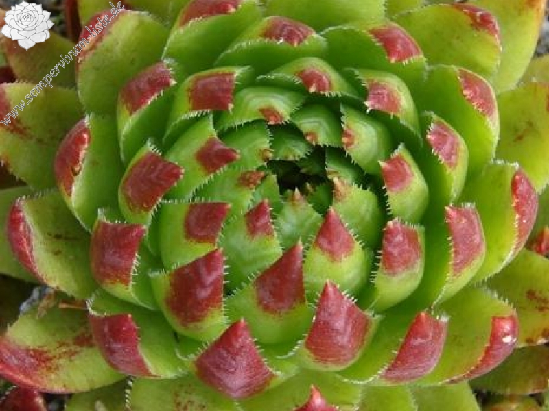 globiferum ssp. hirtum (tatrensis) from Jastrabska Skala