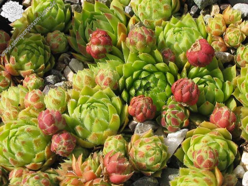 globiferum ssp. globiferum (hirtum borealis)