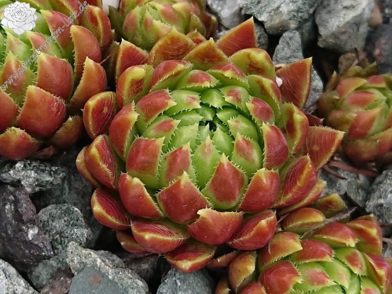 globiferum ssp. hirtum (glabrescens) from Súľovské skaly
