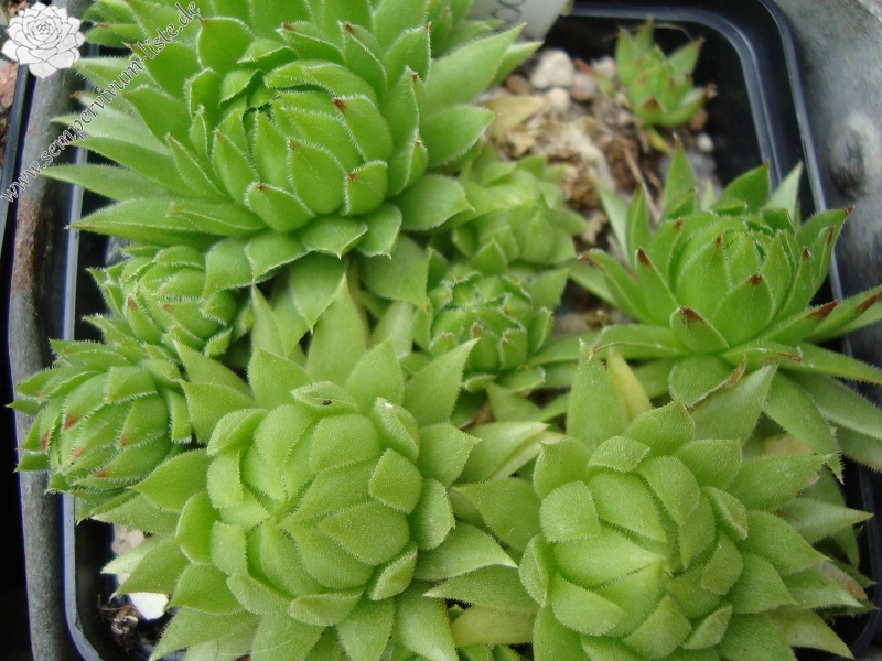 globiferum ssp. hirtum from Baba Mare