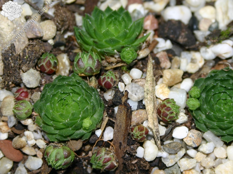 globiferum ssp. globiferum from Sümeg