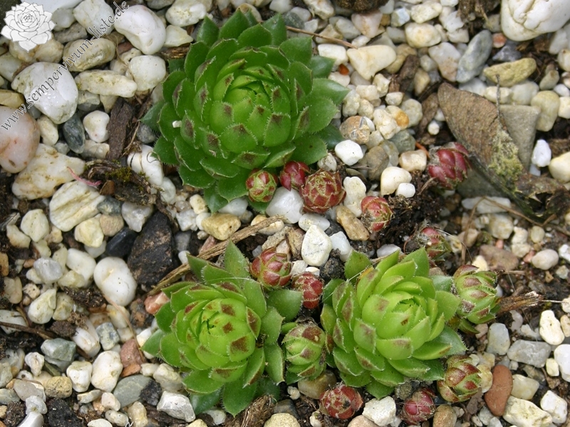 globiferum ssp. globiferum from Sümeg