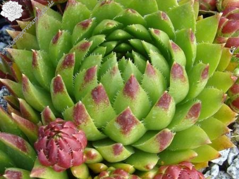 globiferum ssp. hirtum from Pusté sedlo Machnaté Typ B