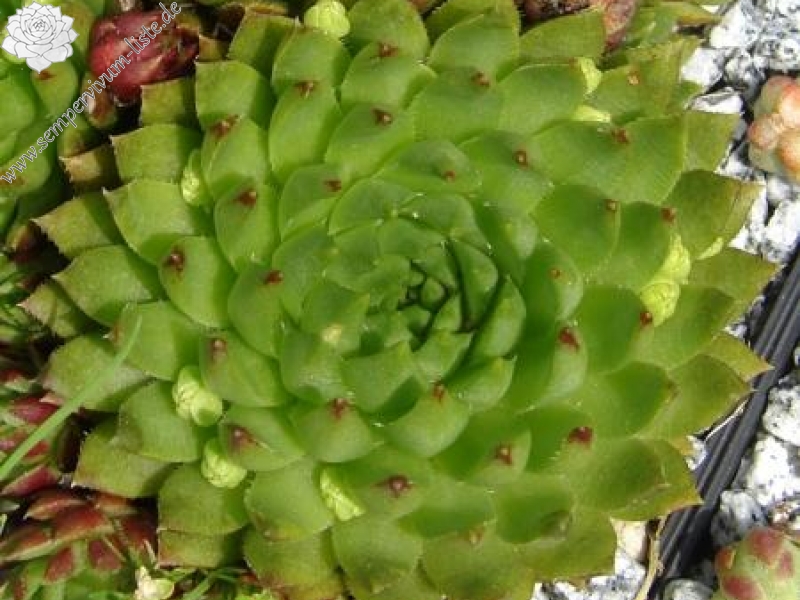 globiferum ssp. hirtum from Pusté sedlo Machnaté Typ B