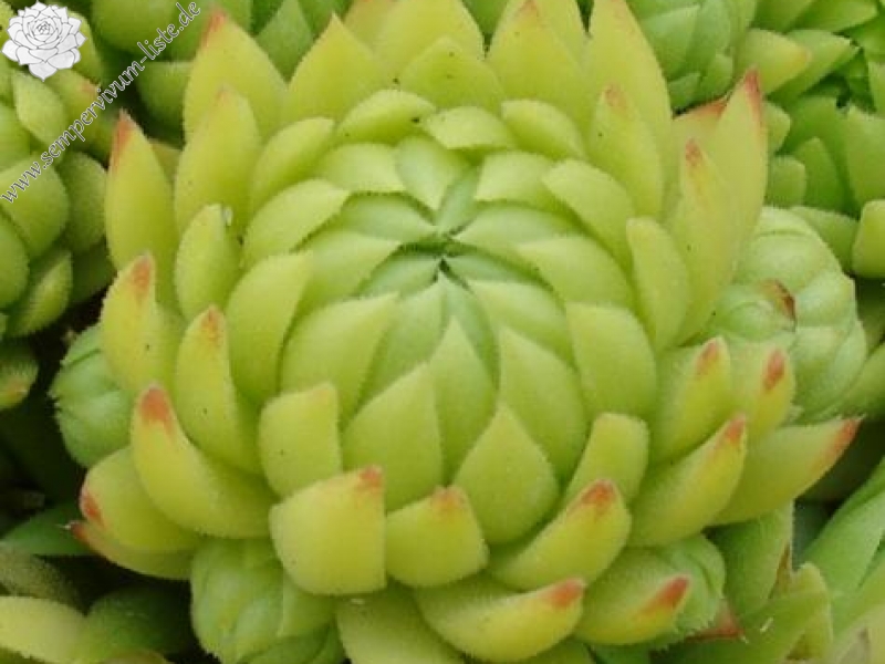 globiferum ssp. allionii from Aisone (falsch: Aione)