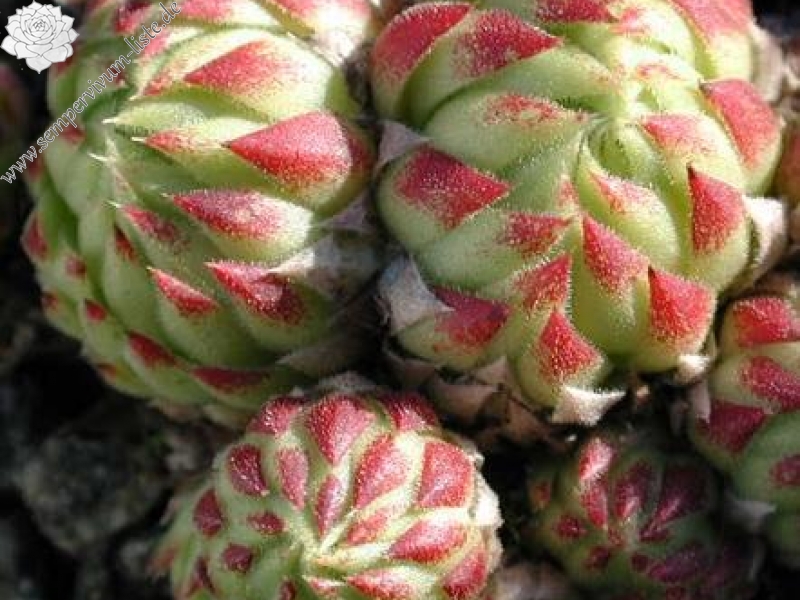 globiferum ssp. allionii from Aisone (falsch: Aione)