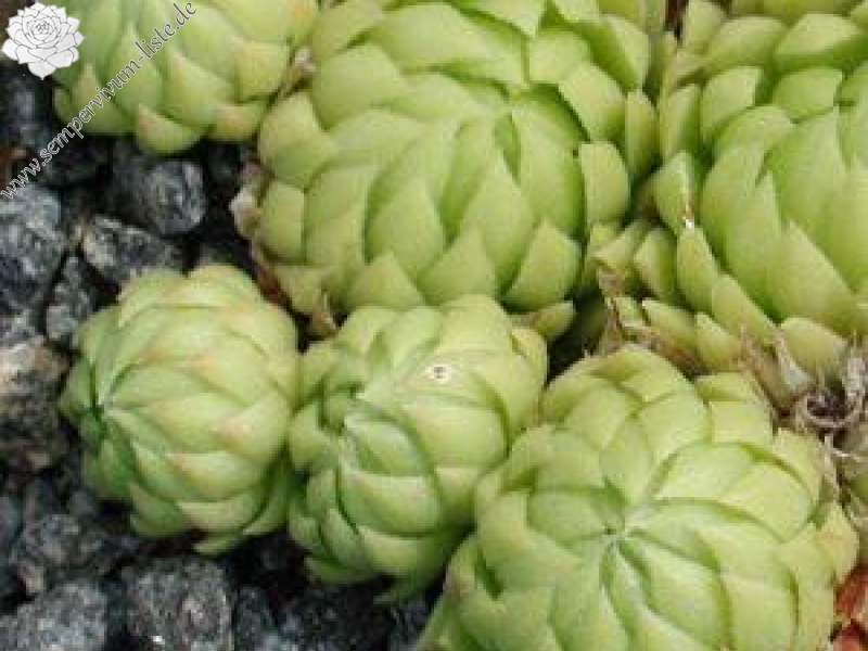 globiferum ssp. allionii from Aisone (falsch: Aione)