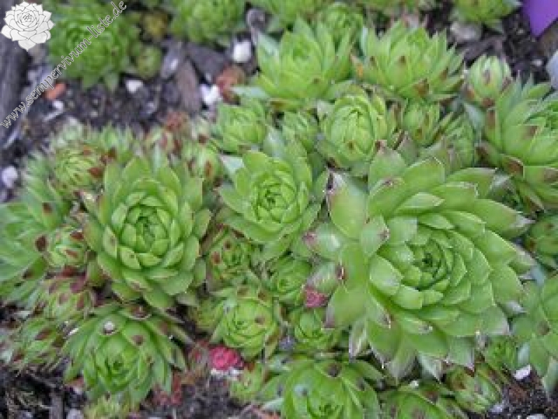 globiferum ssp. allionii from Casterino