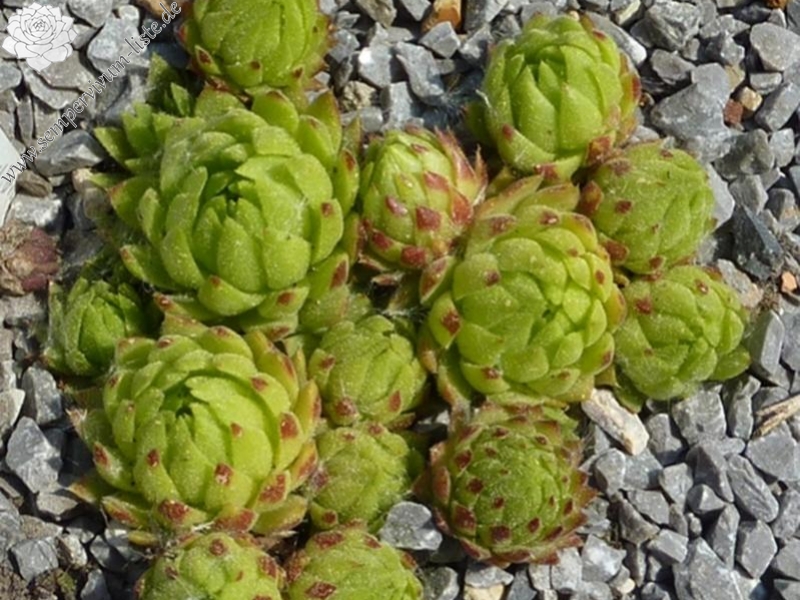 globiferum ssp. allionii from Casterino