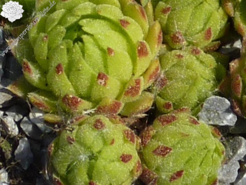 globiferum ssp. allionii from Casterino