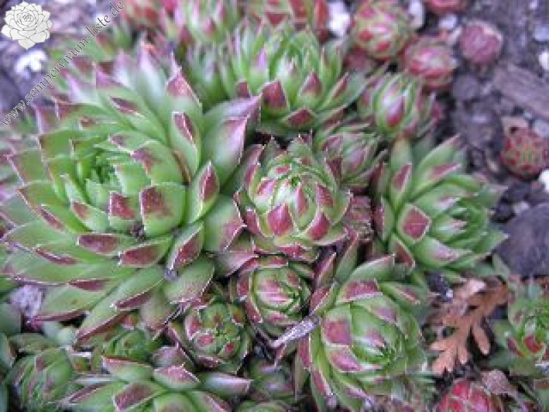 globiferum ssp. allionii from Casterino