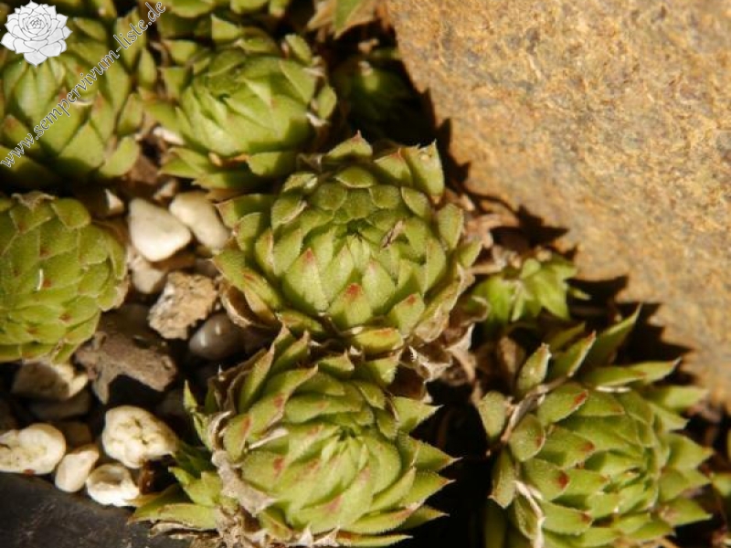 globiferum ssp. allionii from Colle di Caprauna