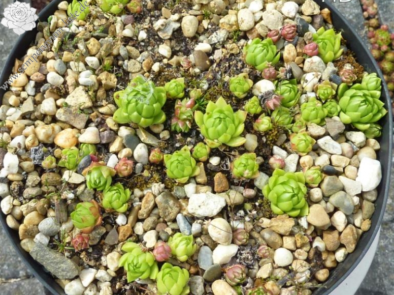 globiferum ssp. allionii from Esteng