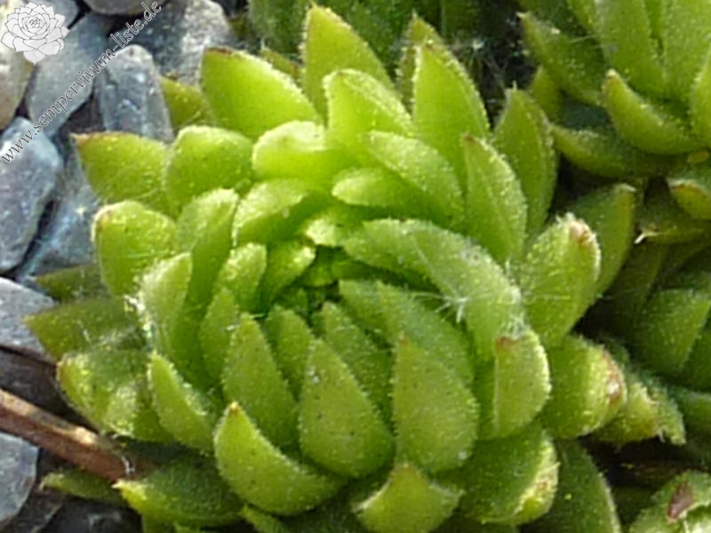 globiferum ssp. allionii from Preit