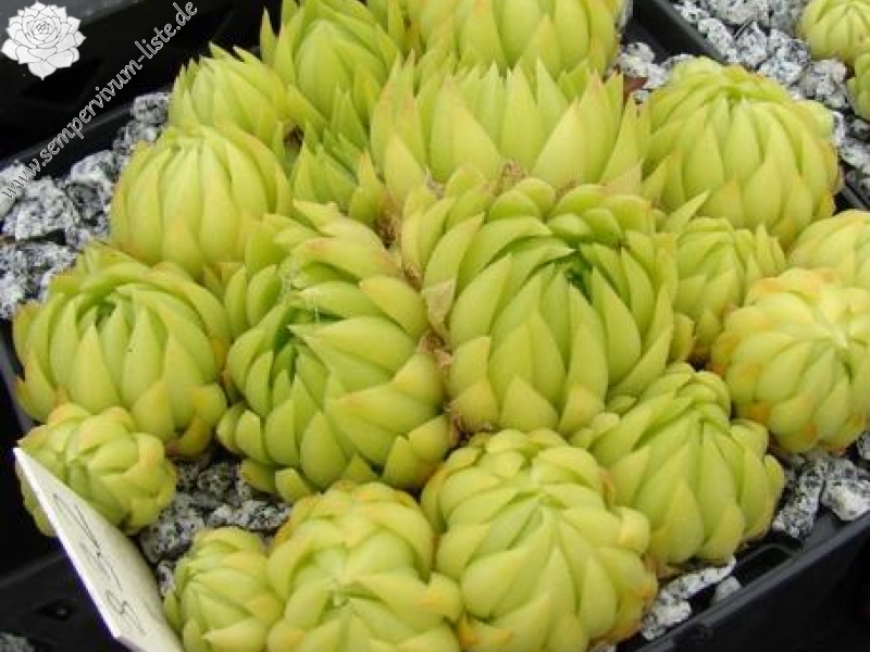 globiferum ssp. allionii from Preit