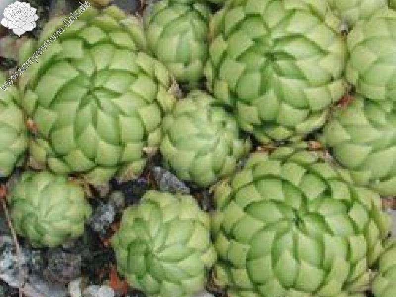 globiferum ssp. allionii from Preit