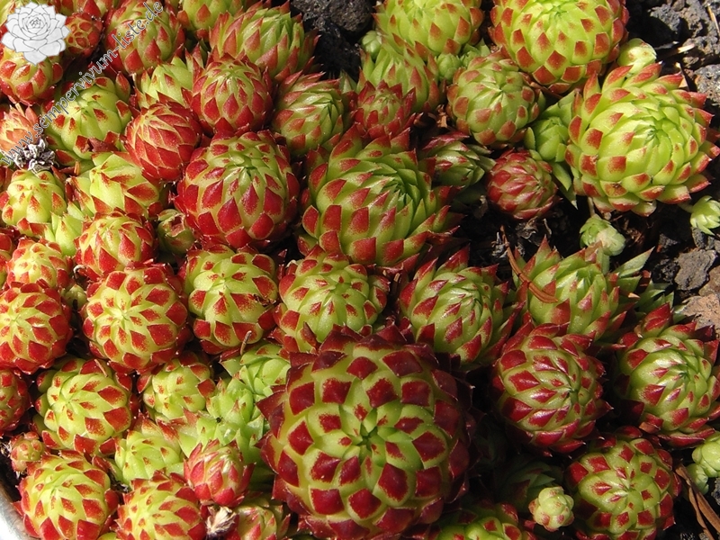 globiferum ssp. arenarium from Croce Carnico