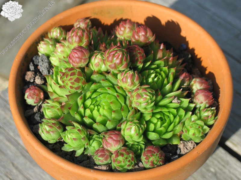 globiferum ssp. arenarium from Croce Carnico