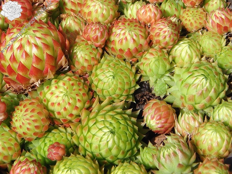 globiferum ssp. arenarium from Croce Carnico