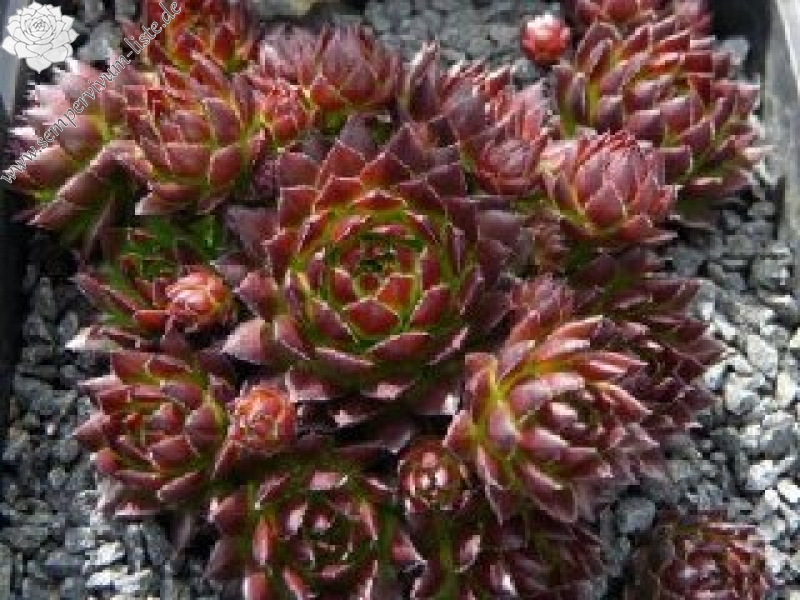 globiferum ssp. arenarium from Croce Carnico