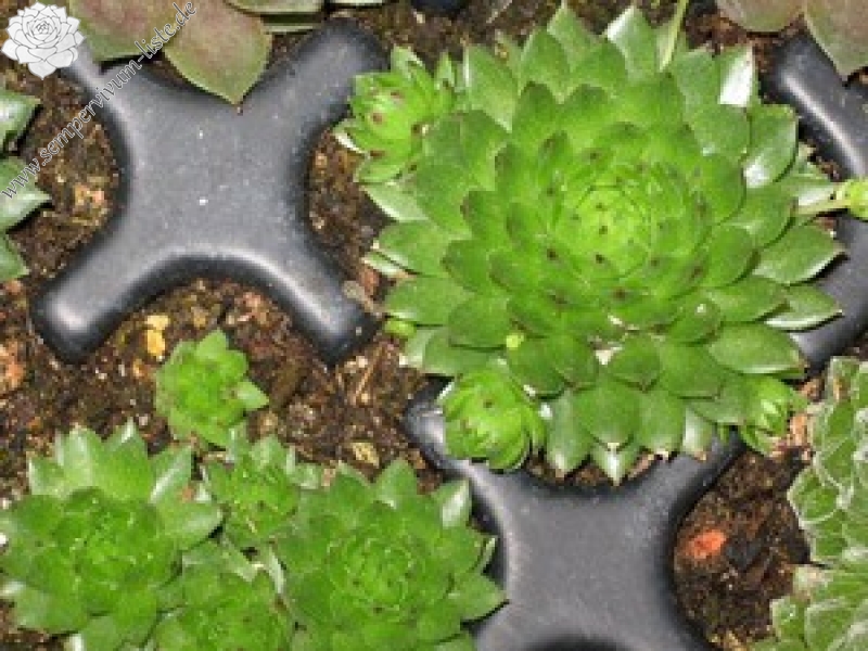 globiferum ssp. arenarium from Croce Carnico