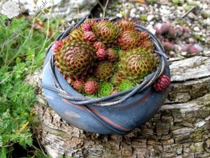 globiferum ssp. arenarium from Croce Carnico