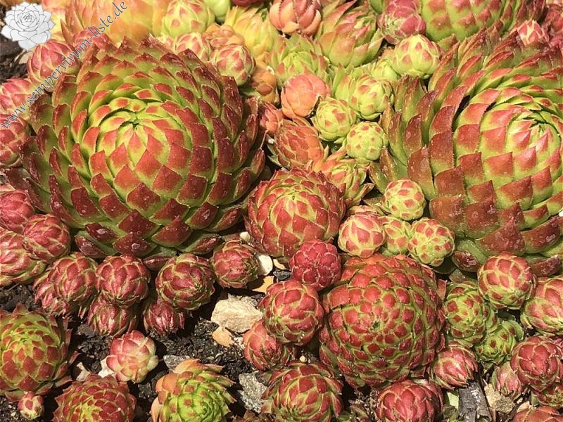 globiferum ssp. arenarium from Defereggental