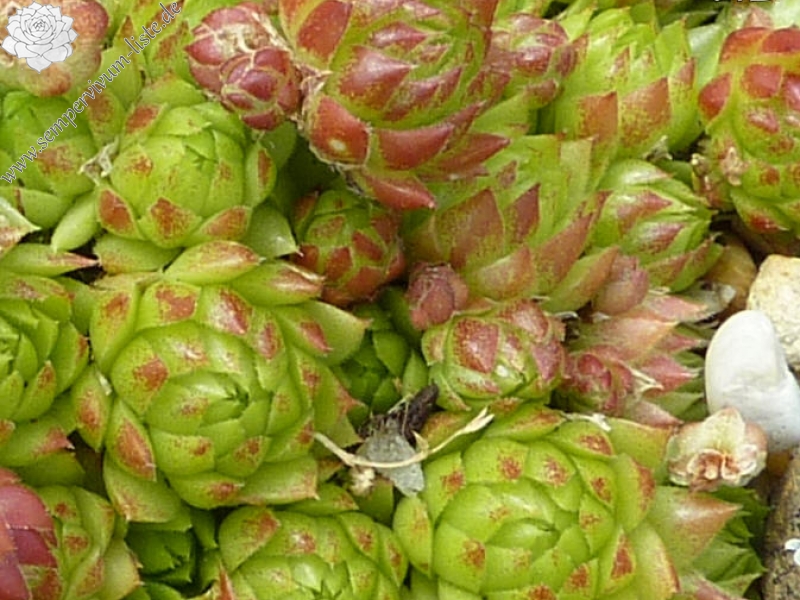 globiferum ssp. arenarium from Flattach