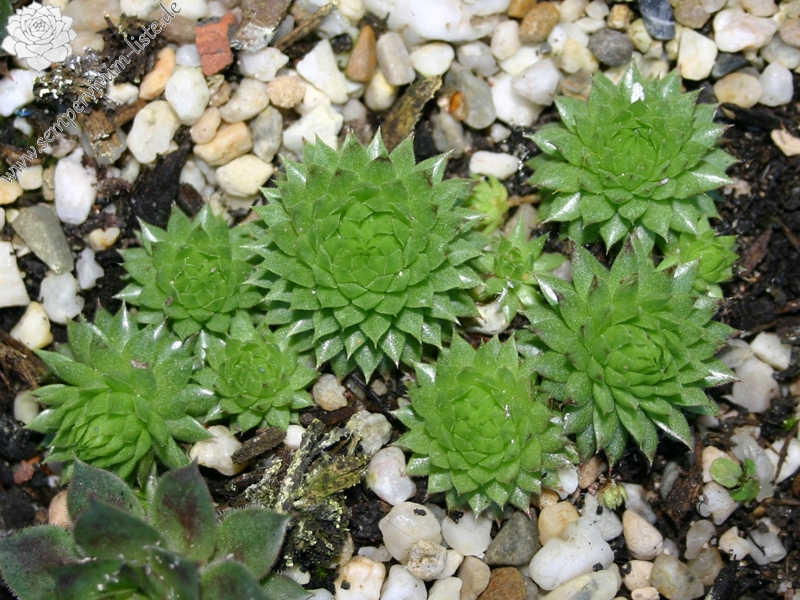 globiferum ssp. arenarium from Goldeck
