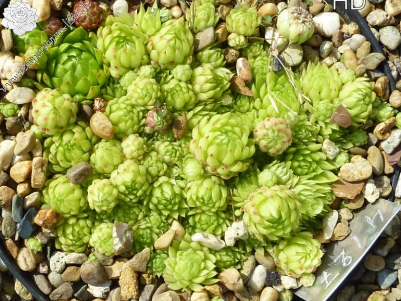 globiferum ssp. arenarium from Ljubenske Rastke