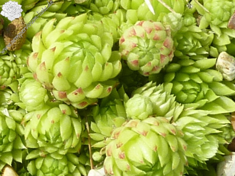 globiferum ssp. arenarium from Ljubenske Rastke