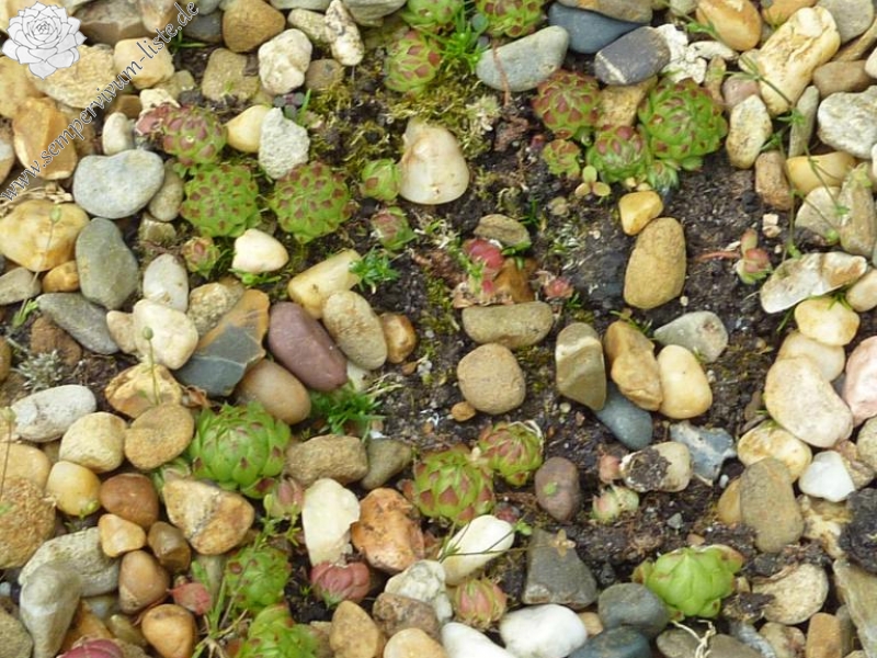 globiferum ssp. arenarium from Maltatal, 850m