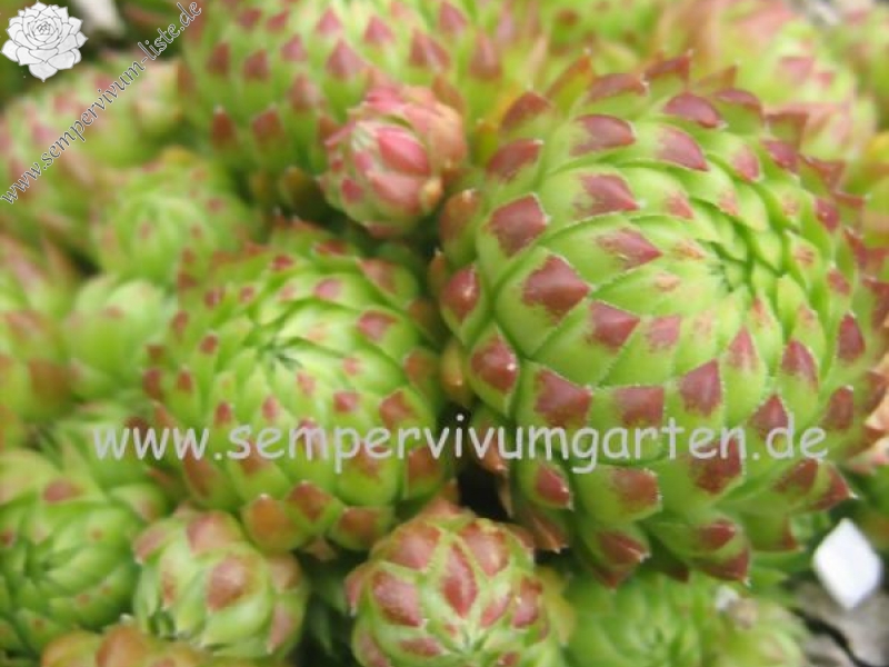 globiferum ssp. arenarium from Maltatal, 850m