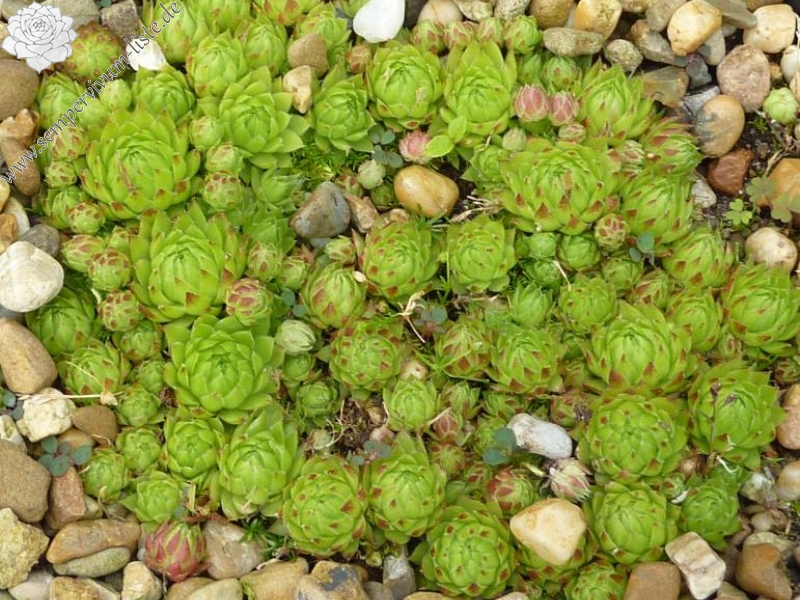 globiferum ssp. arenarium from Muraz