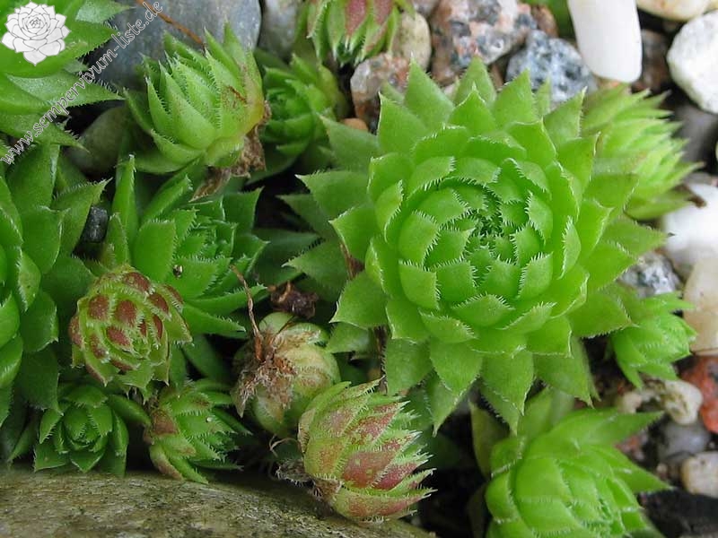 globiferum ssp. arenarium from Muraz