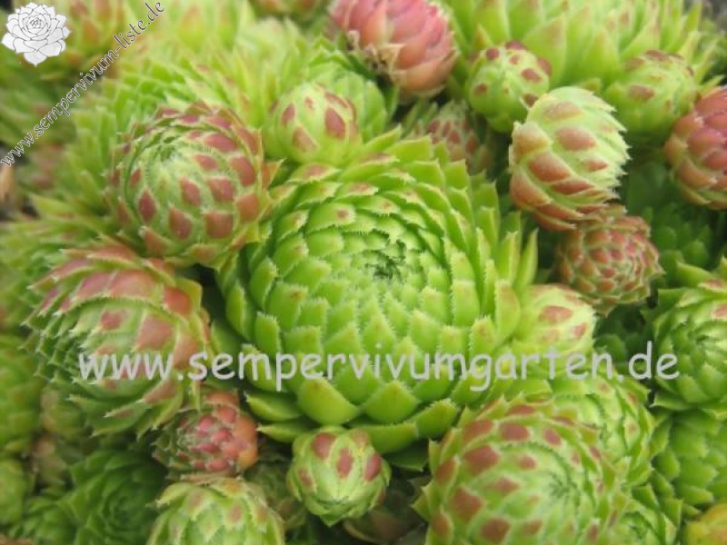 globiferum ssp. arenarium from Muraz