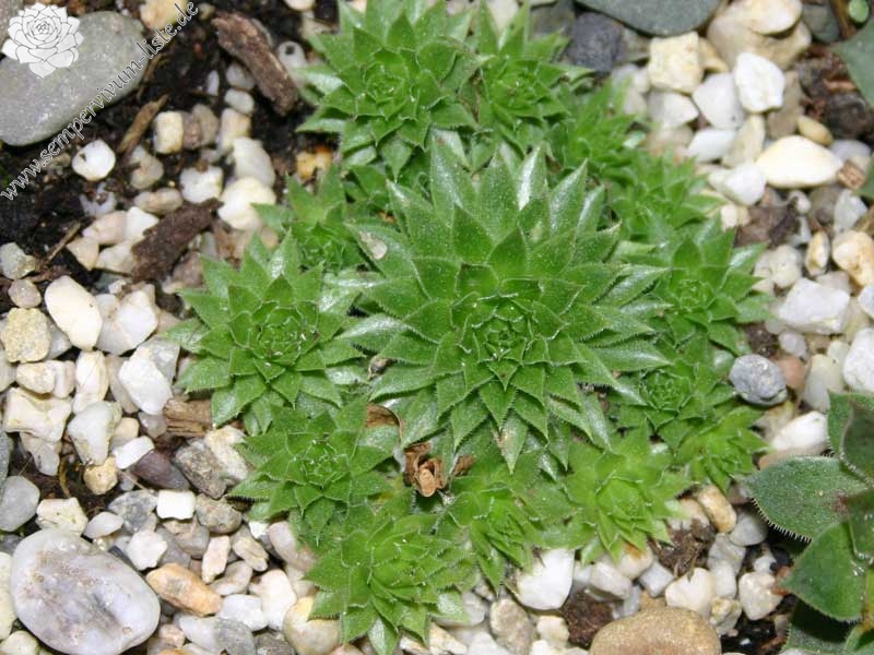globiferum ssp. arenarium from Muraz