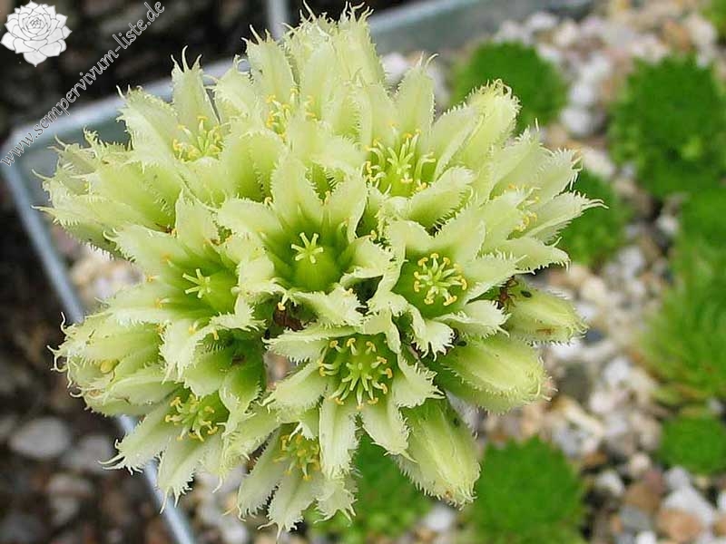 globiferum ssp. arenarium from Muraz