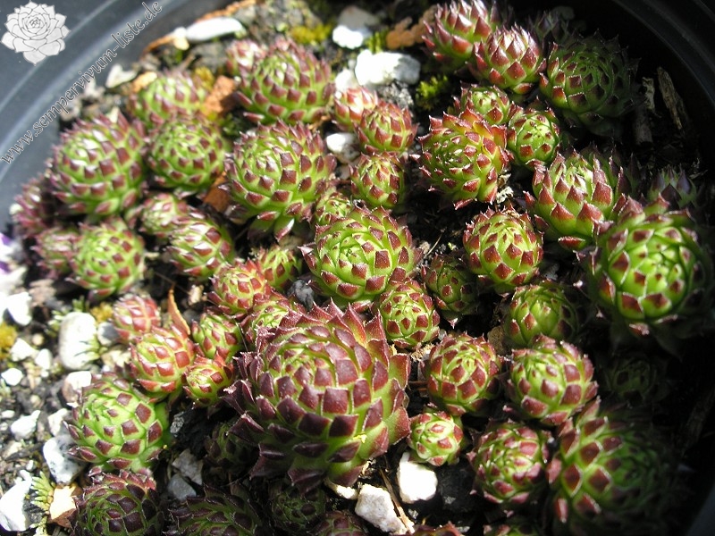 globiferum ssp. arenarium from Murtal