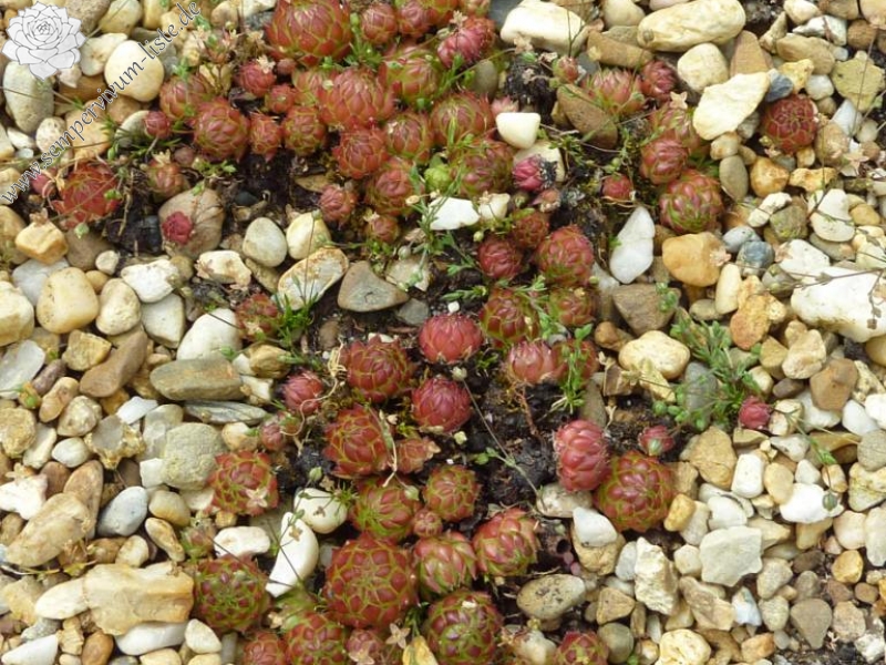 globiferum ssp. arenarium from Murtal