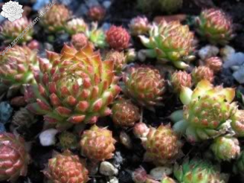 globiferum ssp. arenarium from Murtal