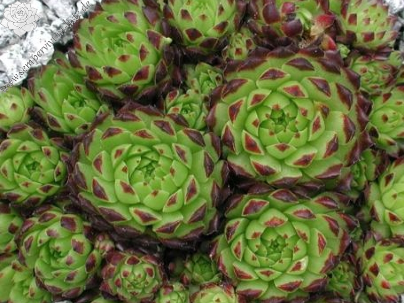 globiferum ssp. arenarium from Murtal