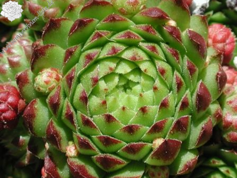 globiferum ssp. arenarium from Murtal