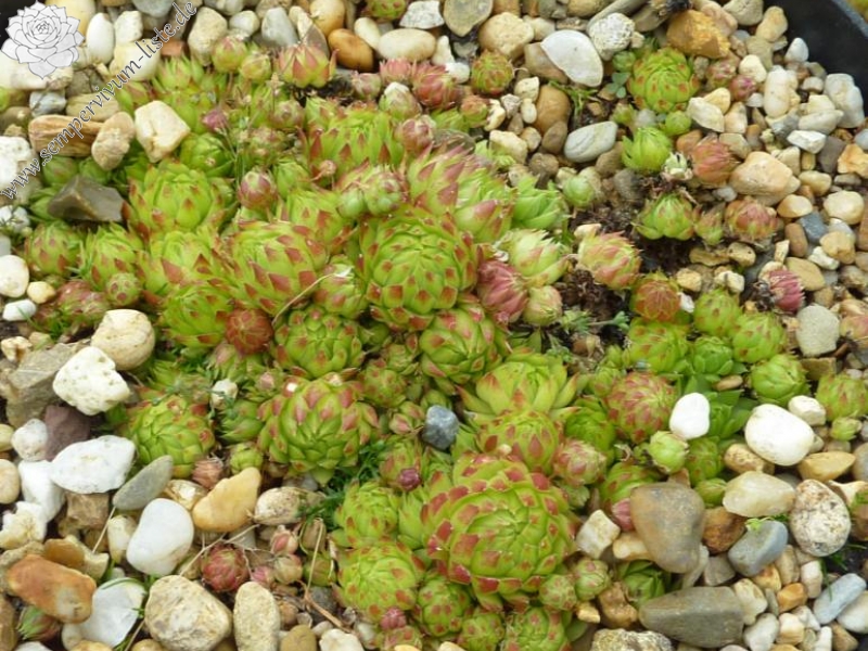 globiferum ssp. arenarium from Pizzo di Timau