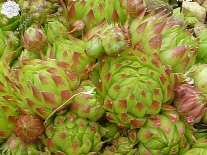 globiferum ssp. arenarium from Pizzo di Timau